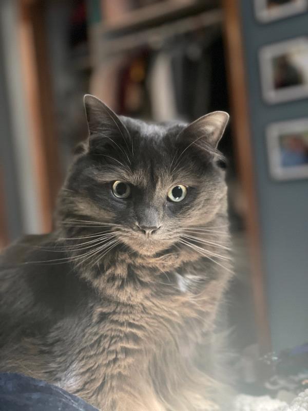 /Images/uploads/Miss Nutfield Scholarship Program/miss-nutfield-pet-photo-contest/entries/30923.jpg